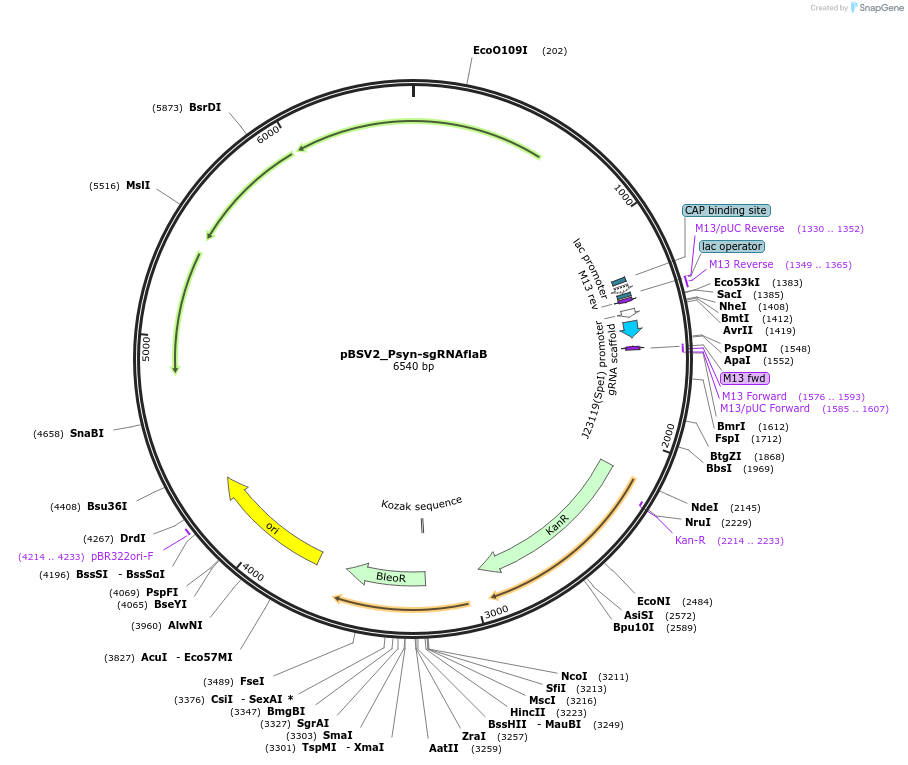 149631-plasmid-map-sequence-id-308060