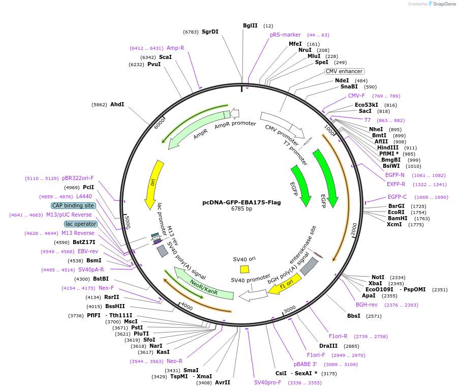 154970-plasmid-map-sequence-id-308073