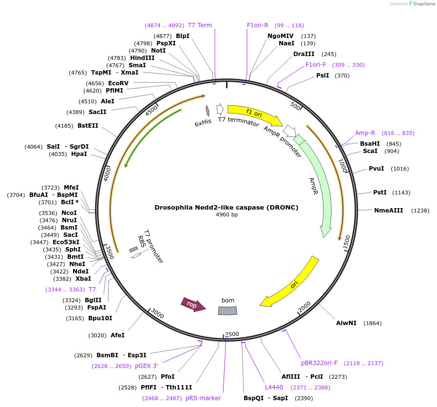 157778-plasmid-map-sequence-id-308092