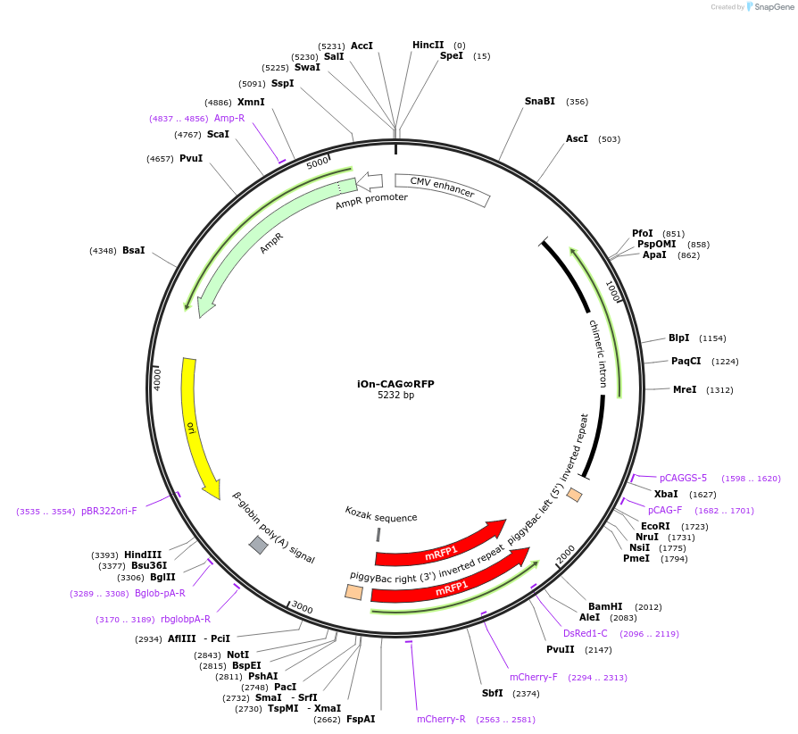 154014-plasmid-map-sequence-id-308093