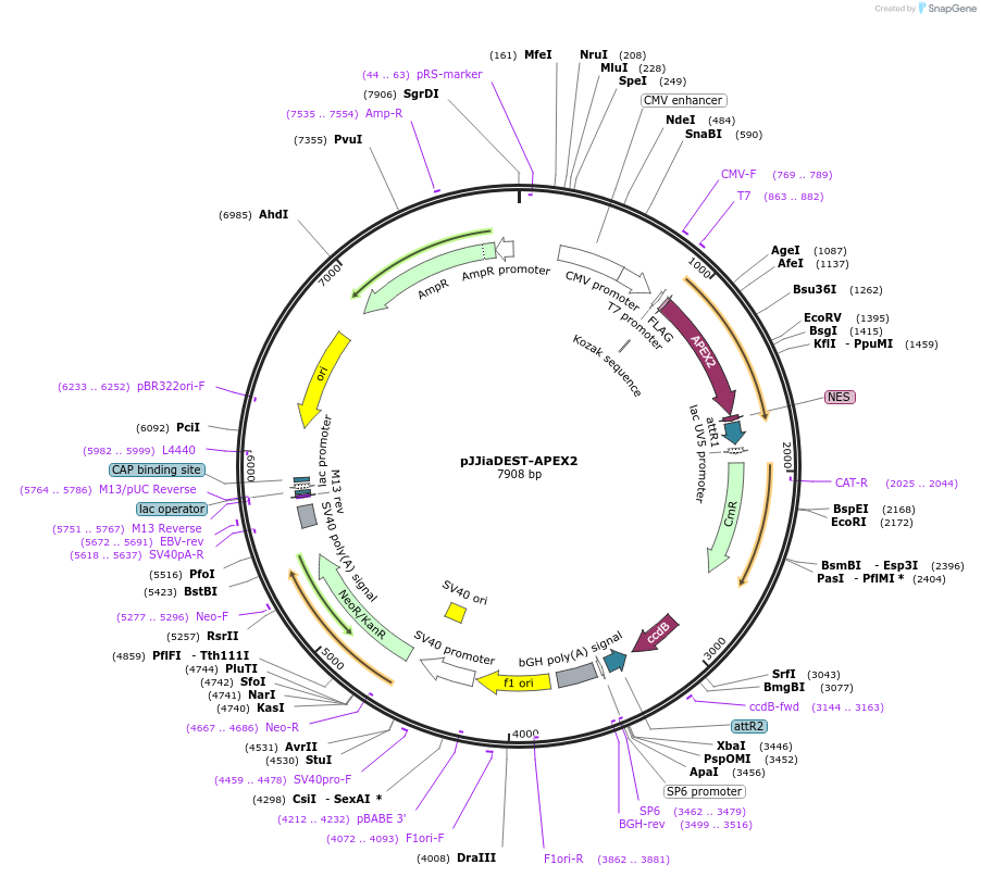 149517-plasmid-map-sequence-id-308094