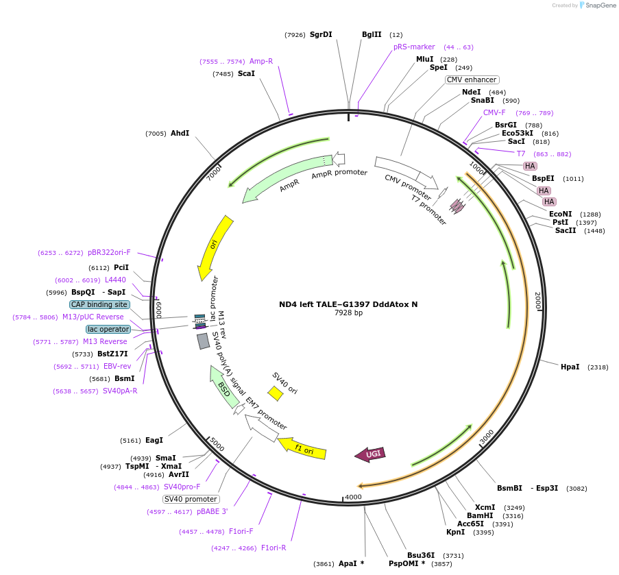 158094-plasmid-map-sequence-id-308097