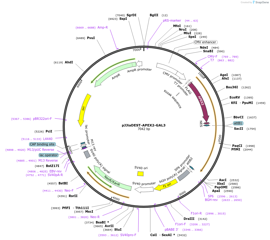 149518-plasmid-map-sequence-id-308098