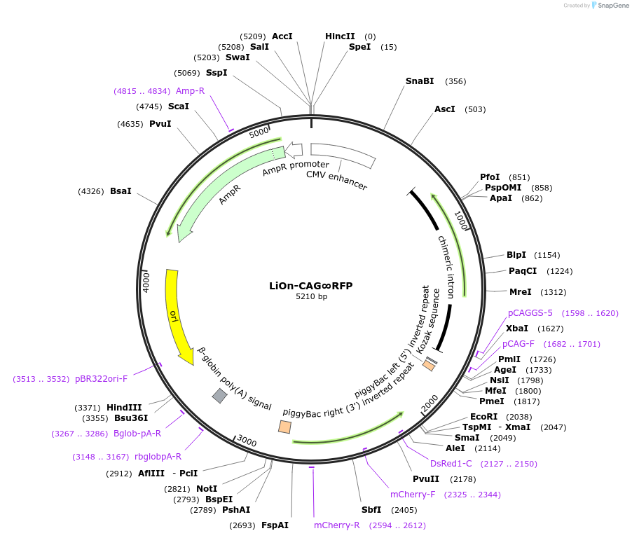 154016-plasmid-map-sequence-id-308108