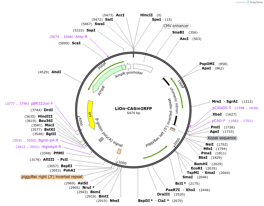 154017-plasmid-map-sequence-id-308109