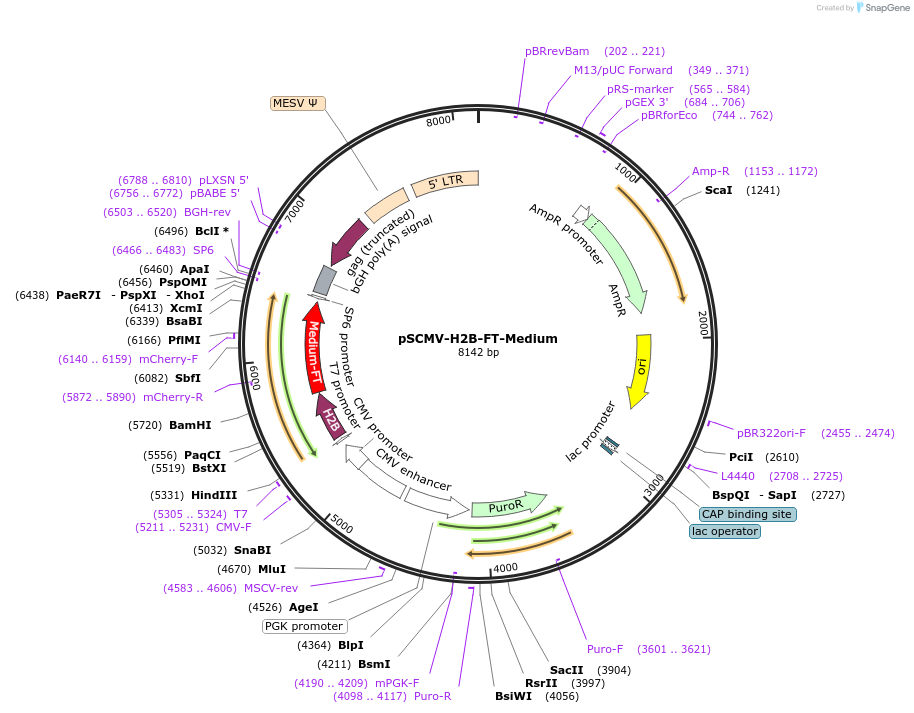 157670-plasmid-map-sequence-id-308113