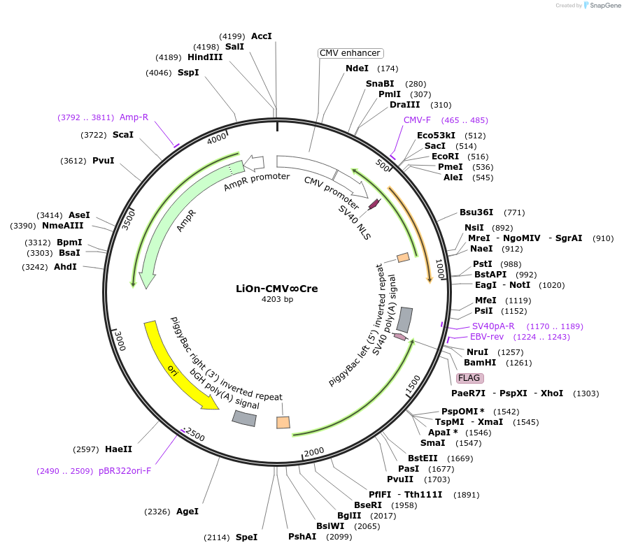154018-plasmid-map-sequence-id-308116