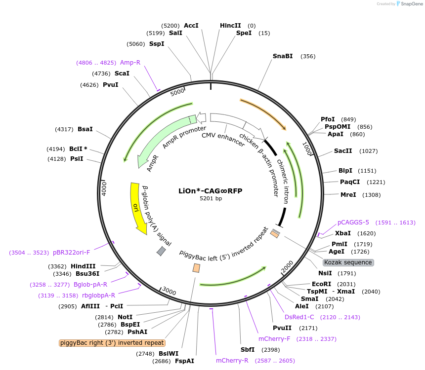 154019-plasmid-map-sequence-id-308117