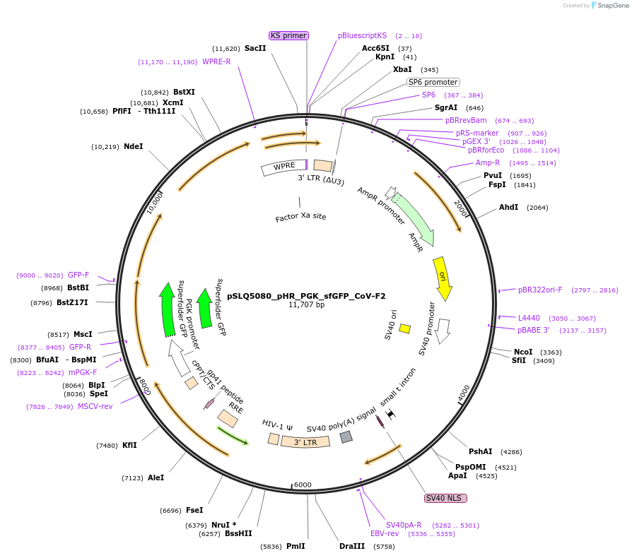 155304-plasmid-map-sequence-id-308121