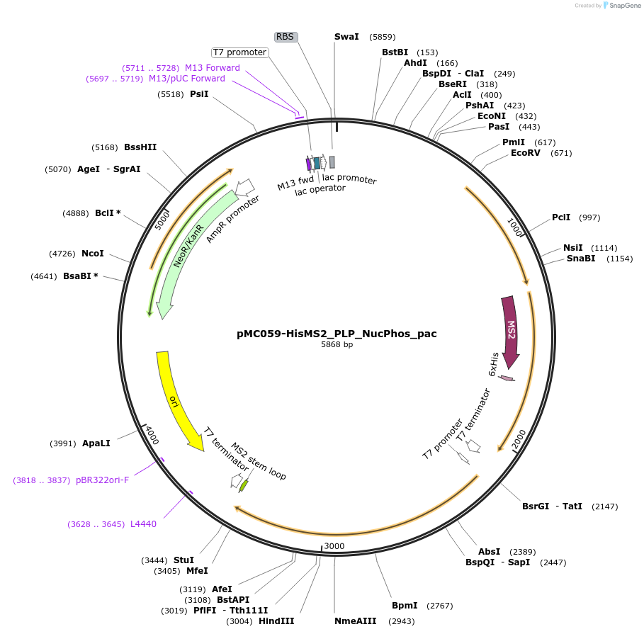 155039-plasmid-map-sequence-id-308137