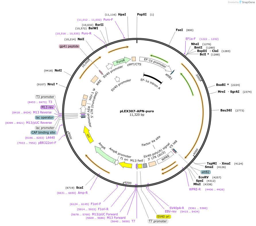 158454-plasmid-map-sequence-id-308145