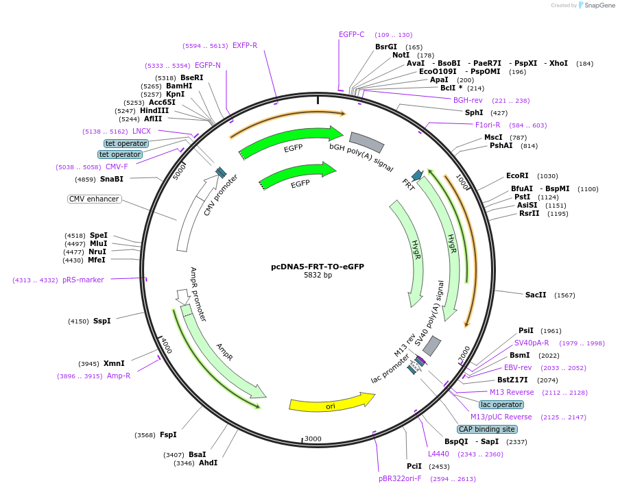 157733-plasmid-map-sequence-id-308154