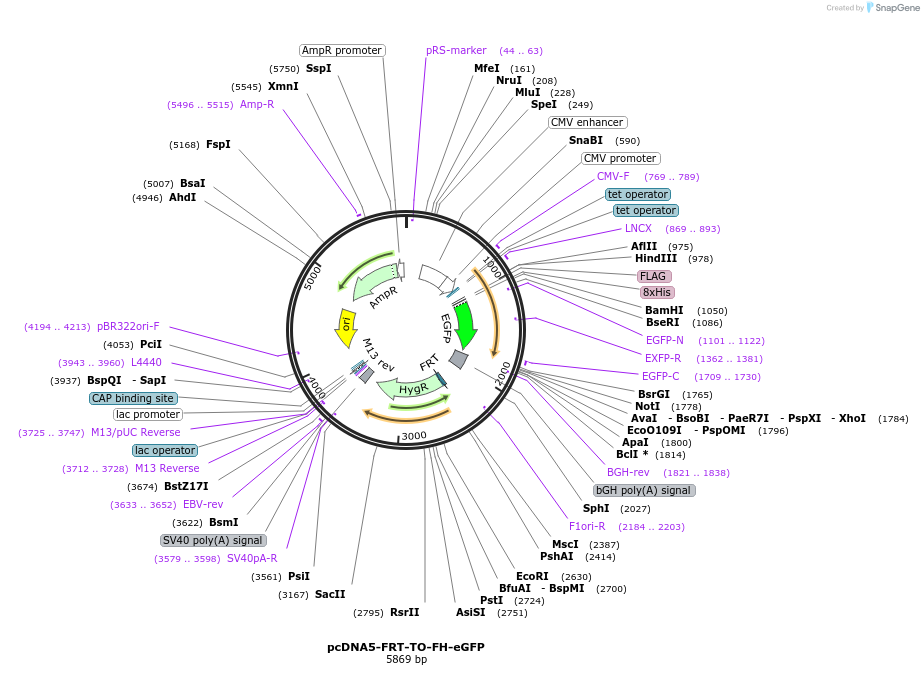 157734-plasmid-map-sequence-id-308155