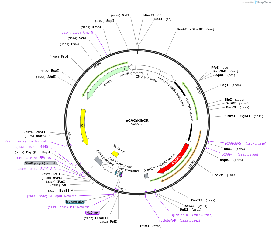 32608-plasmid-map-sequence-id-308160