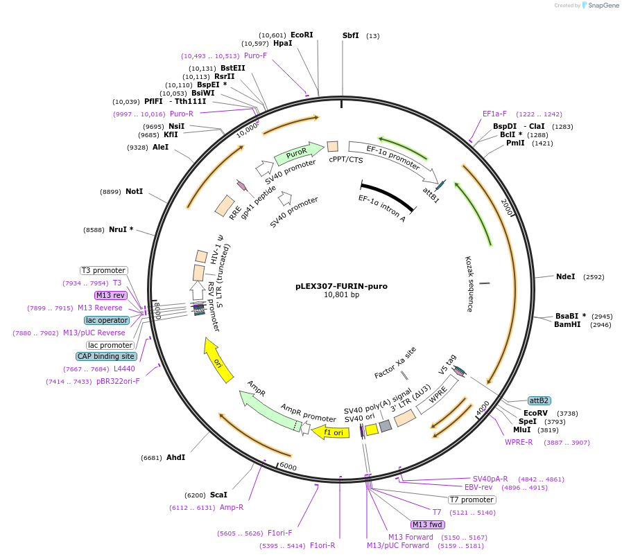 158460-plasmid-map-sequence-id-308168