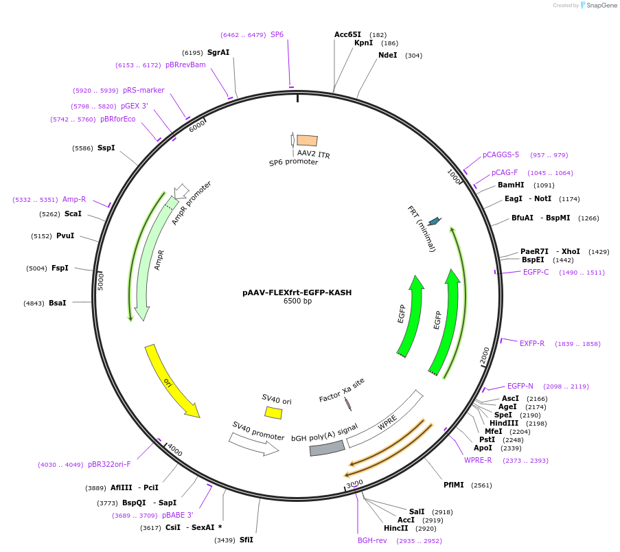 154374-plasmid-map-sequence-id-308169