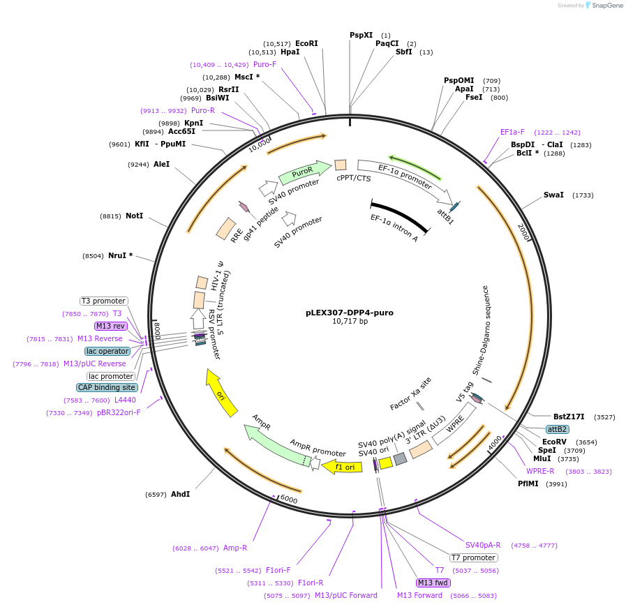 158451-plasmid-map-sequence-id-308170