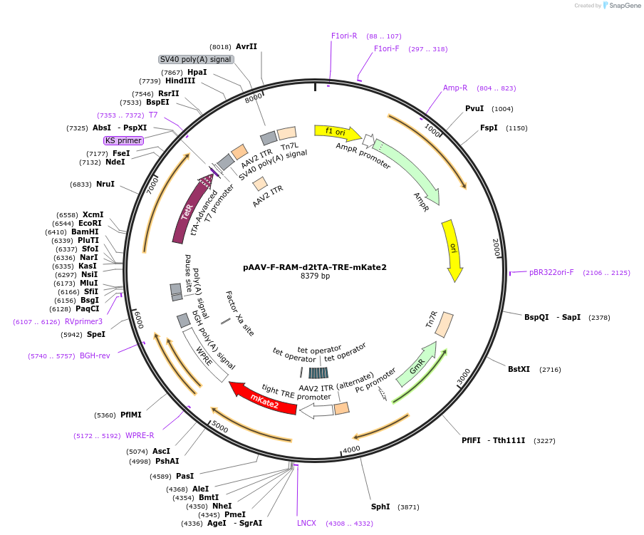 140274-plasmid-map-sequence-id-308221