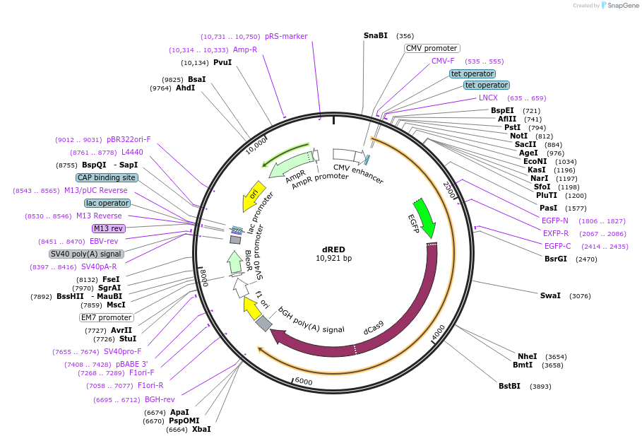 139836-plasmid-map-sequence-id-308228