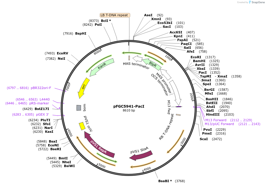 44020-plasmid-map-sequence-id-308247