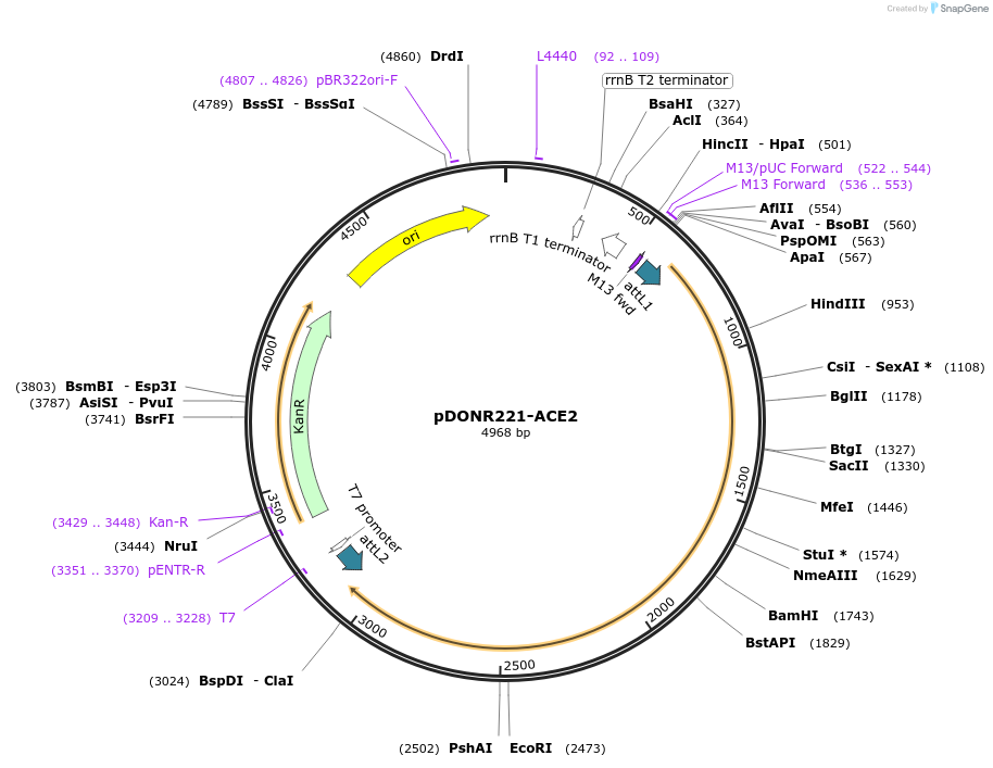 158438-plasmid-map-sequence-id-308248