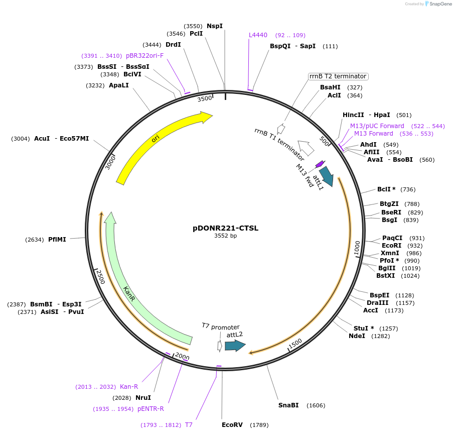 158444-plasmid-map-sequence-id-308250