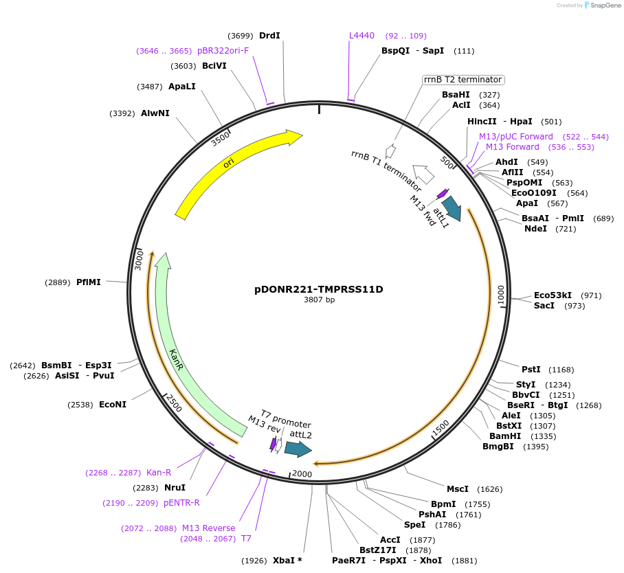 158447-plasmid-map-sequence-id-308252