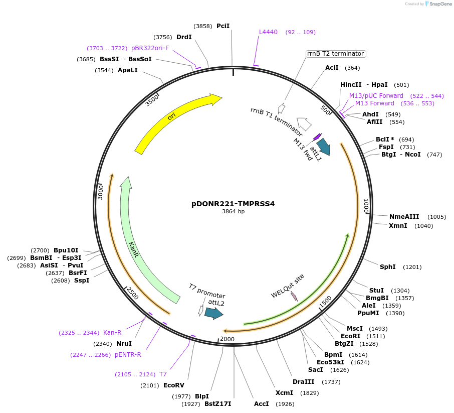 158446-plasmid-map-sequence-id-308254