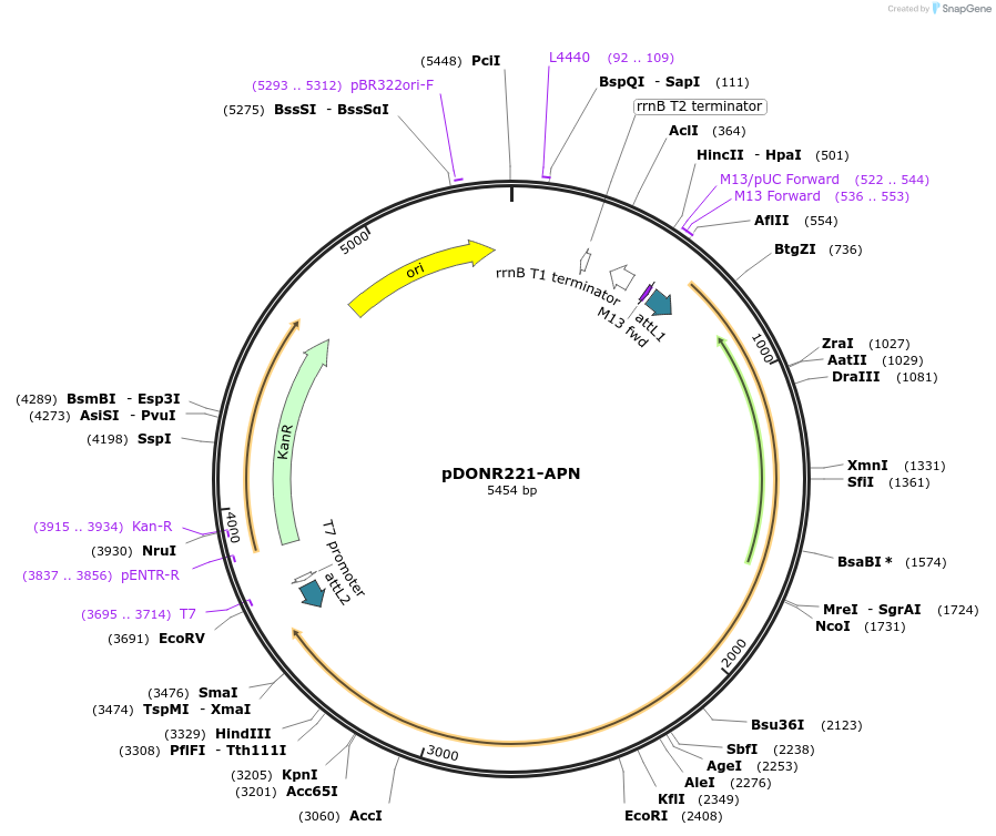 158440-plasmid-map-sequence-id-308255