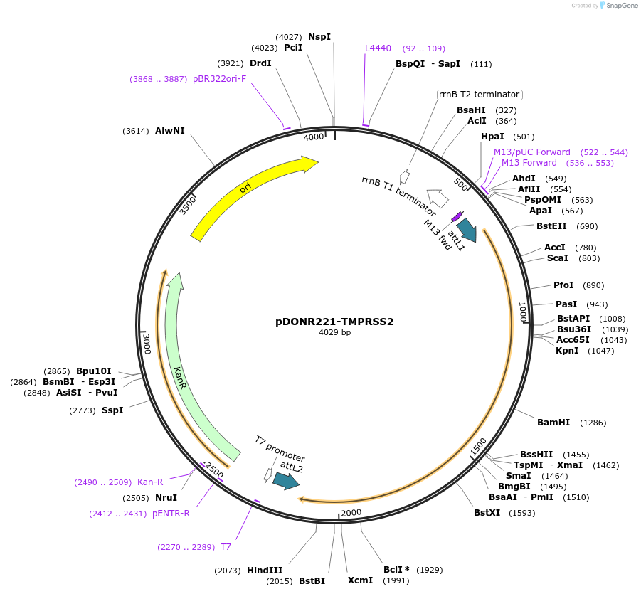 158441-plasmid-map-sequence-id-308256