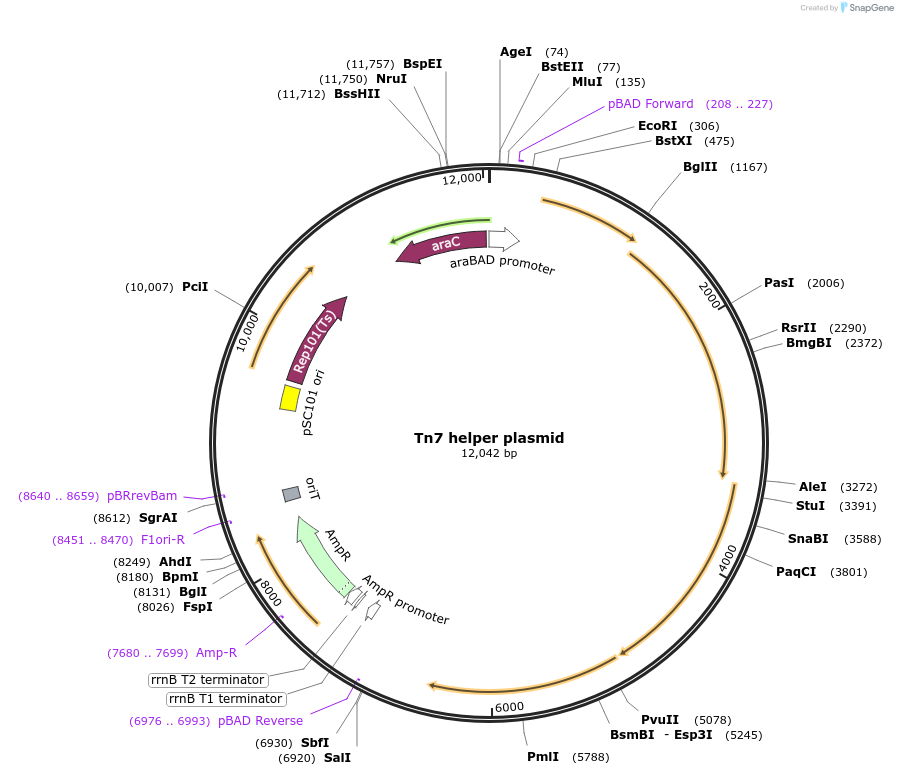 141161-plasmid-map-sequence-id-308264
