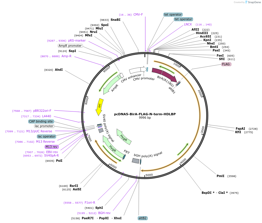 154453-plasmid-map-sequence-id-308414