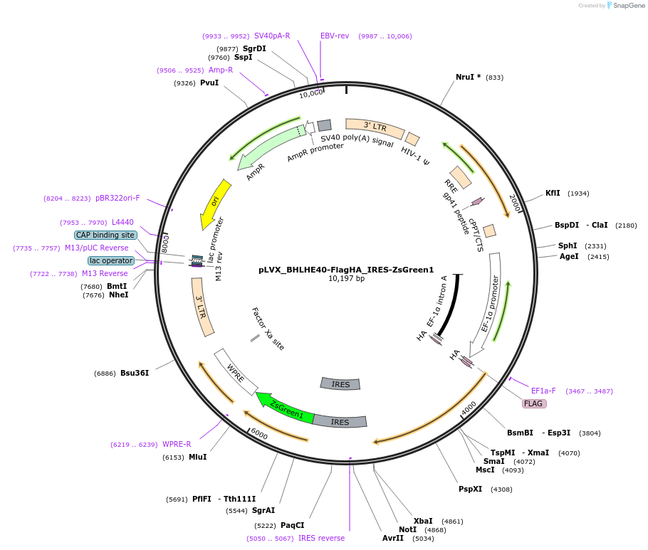 149714-plasmid-map-sequence-id-308421