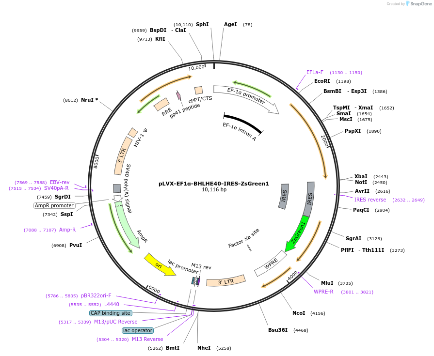 153061-plasmid-map-sequence-id-308422