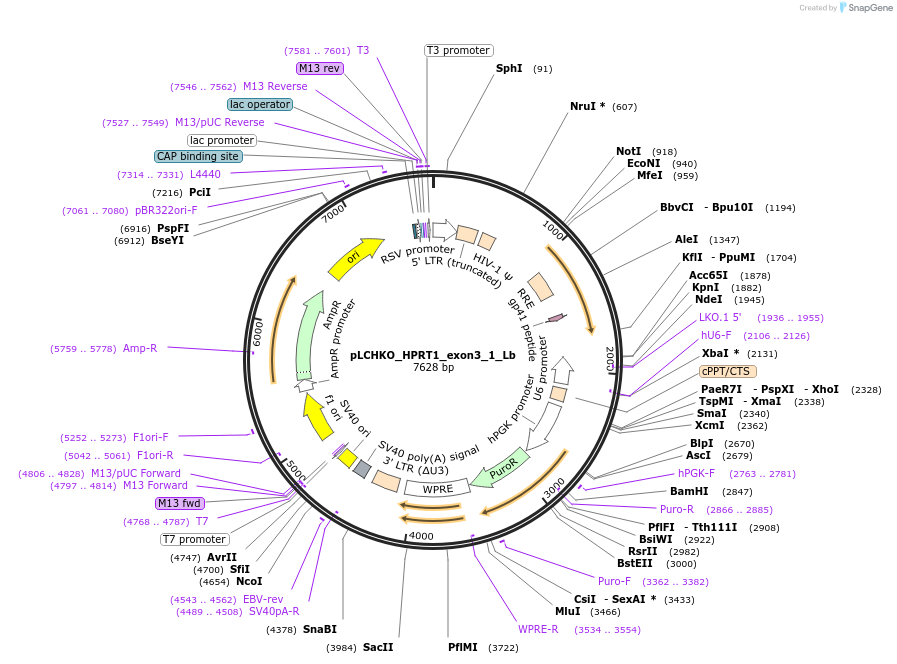155053-plasmid-map-sequence-id-308427