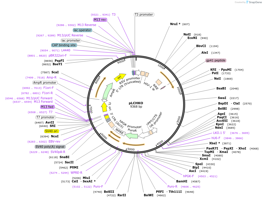 155048-plasmid-map-sequence-id-308436