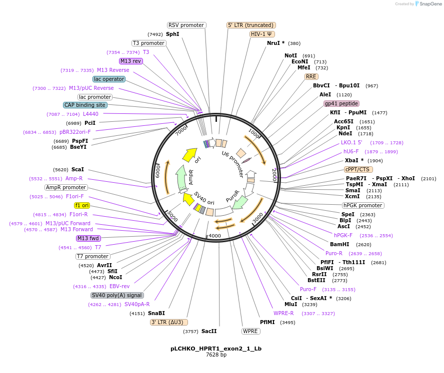 155051-plasmid-map-sequence-id-308437