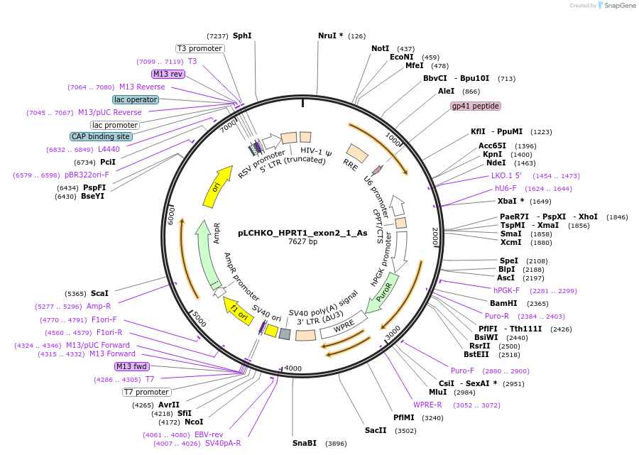 155055-plasmid-map-sequence-id-308438