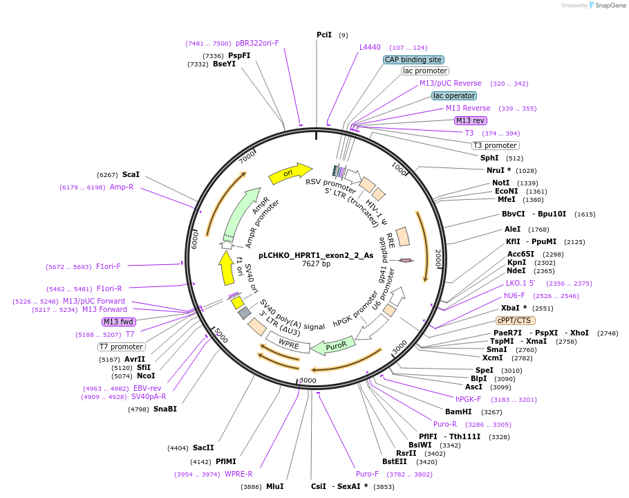 155056-plasmid-map-sequence-id-308440