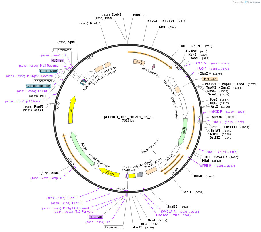 155059-plasmid-map-sequence-id-308442