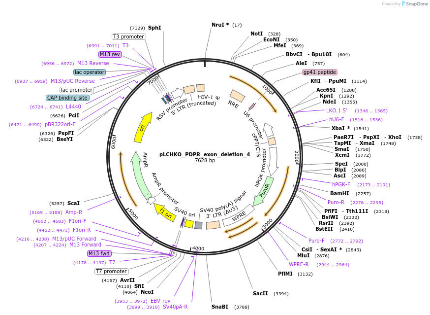 155068-plasmid-map-sequence-id-308444