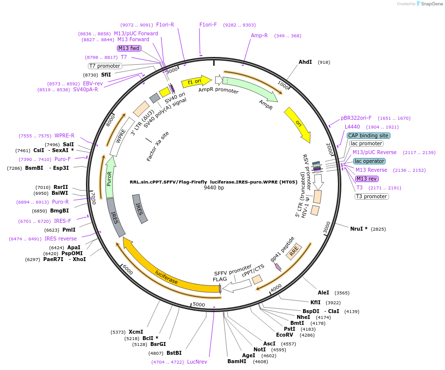 139446-plasmid-map-sequence-id-308449
