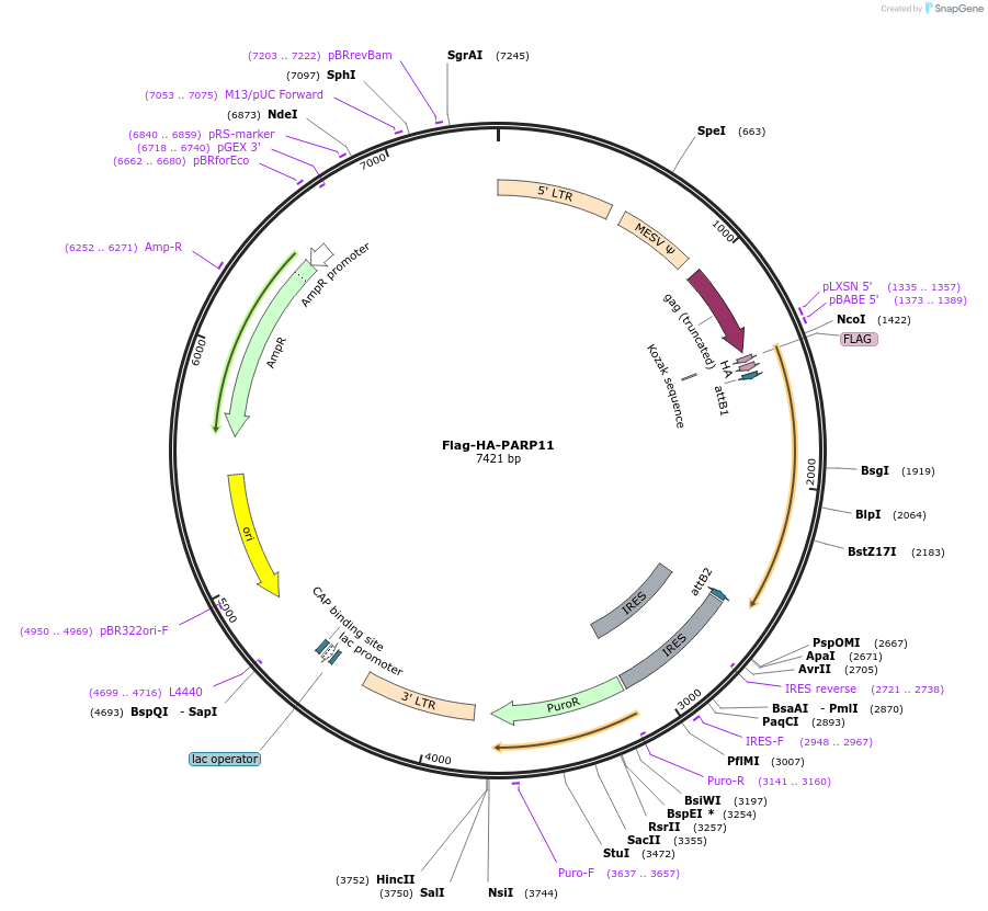 22556-plasmid-map-sequence-id-308450