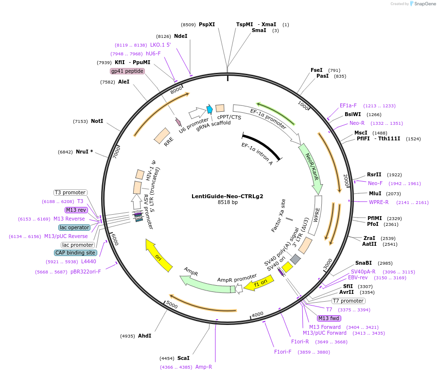 139451-plasmid-map-sequence-id-308462
