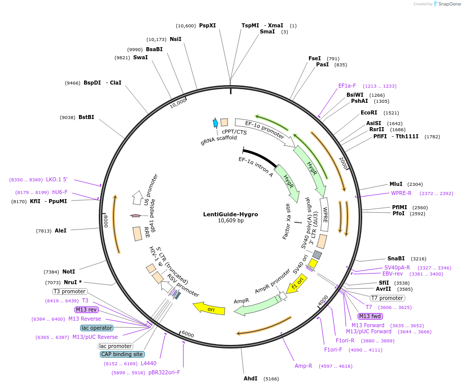 139462-plasmid-map-sequence-id-308474