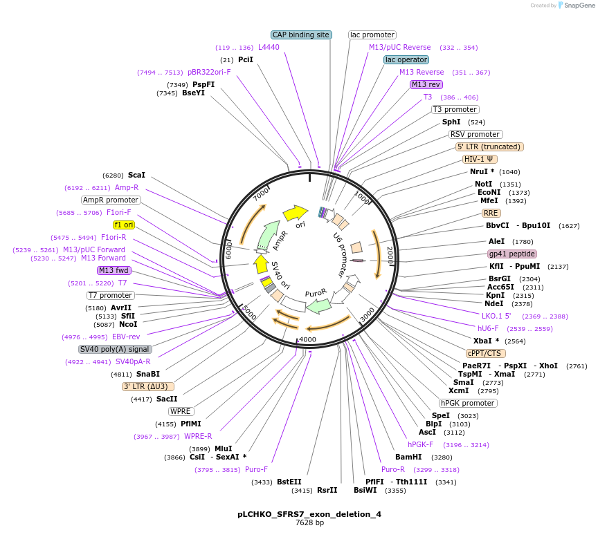 155072-plasmid-map-sequence-id-308512