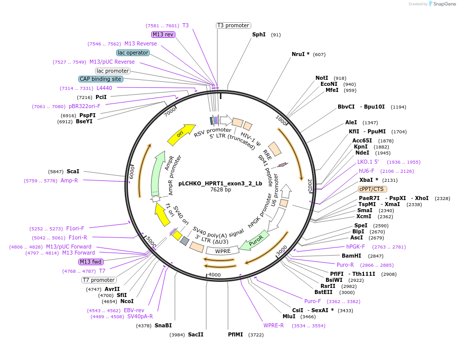 155054-plasmid-map-sequence-id-308516