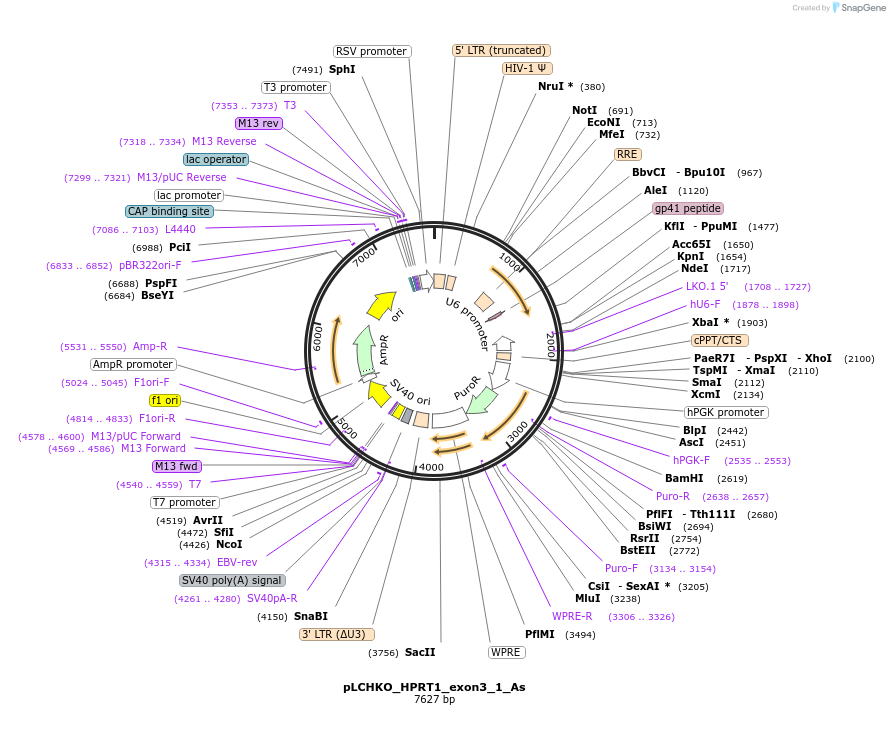 155057-plasmid-map-sequence-id-308520