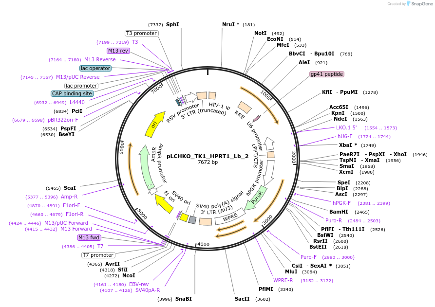 155060-plasmid-map-sequence-id-308523