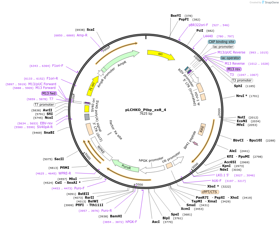 155084-plasmid-map-sequence-id-308527